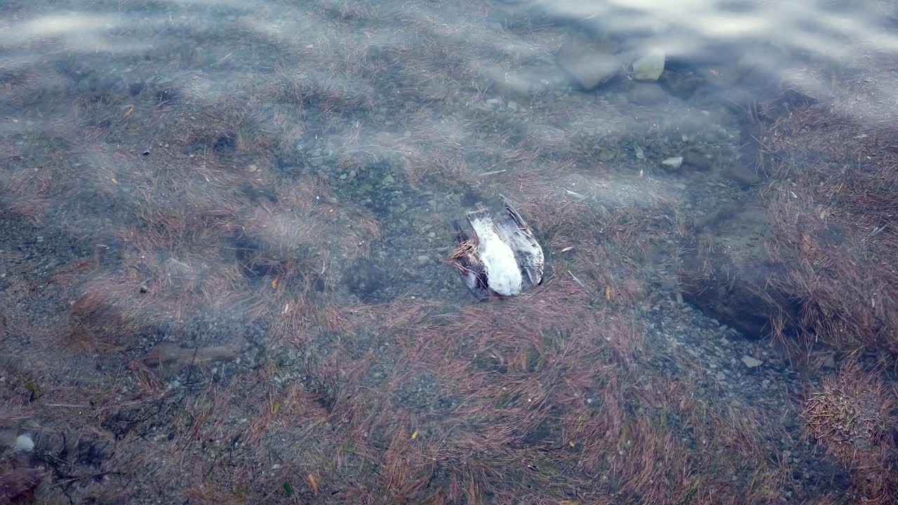 지구 기후 변화와 오염 개념, 오염된 물에 떠다니는 죽은 바닷새, 해양 생태계 재앙