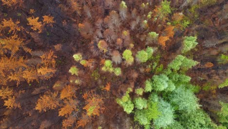 Verbrannter-Wald