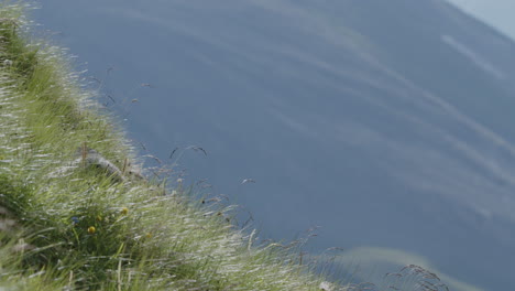 marmota en la cima de la montaña.