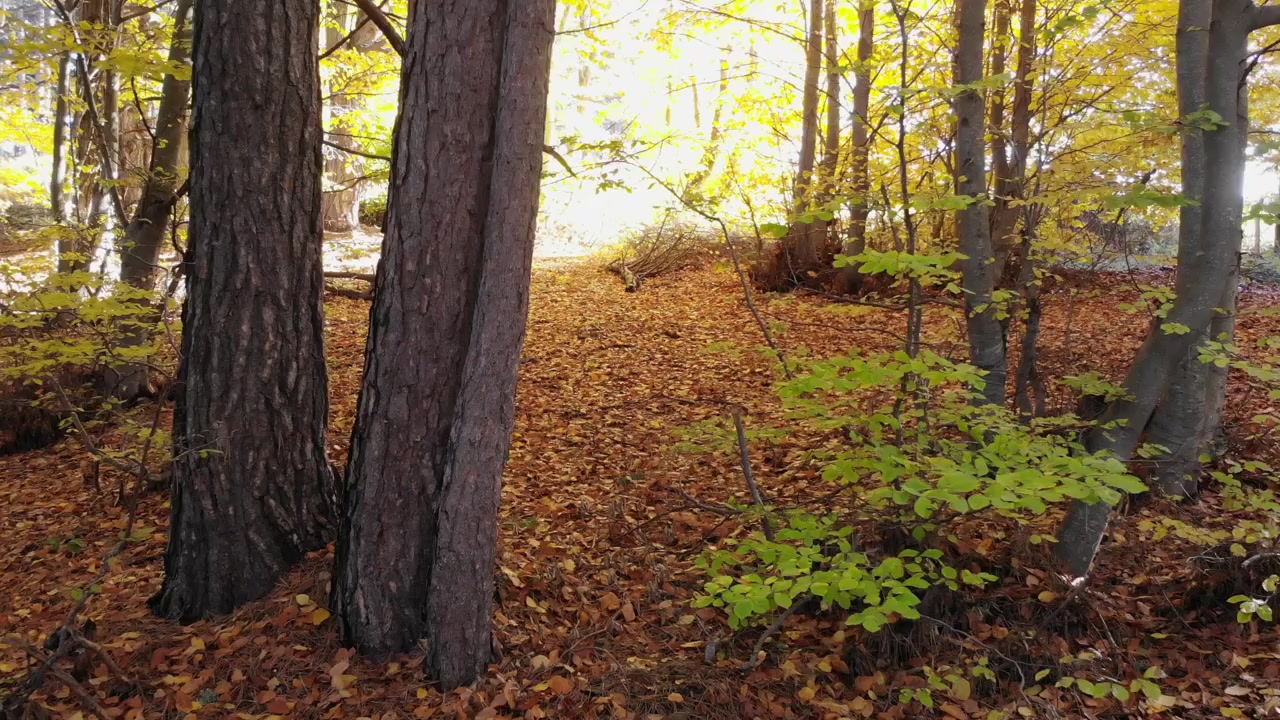 La luce solare filtra attraverso gli alberi in una foresta autunnale