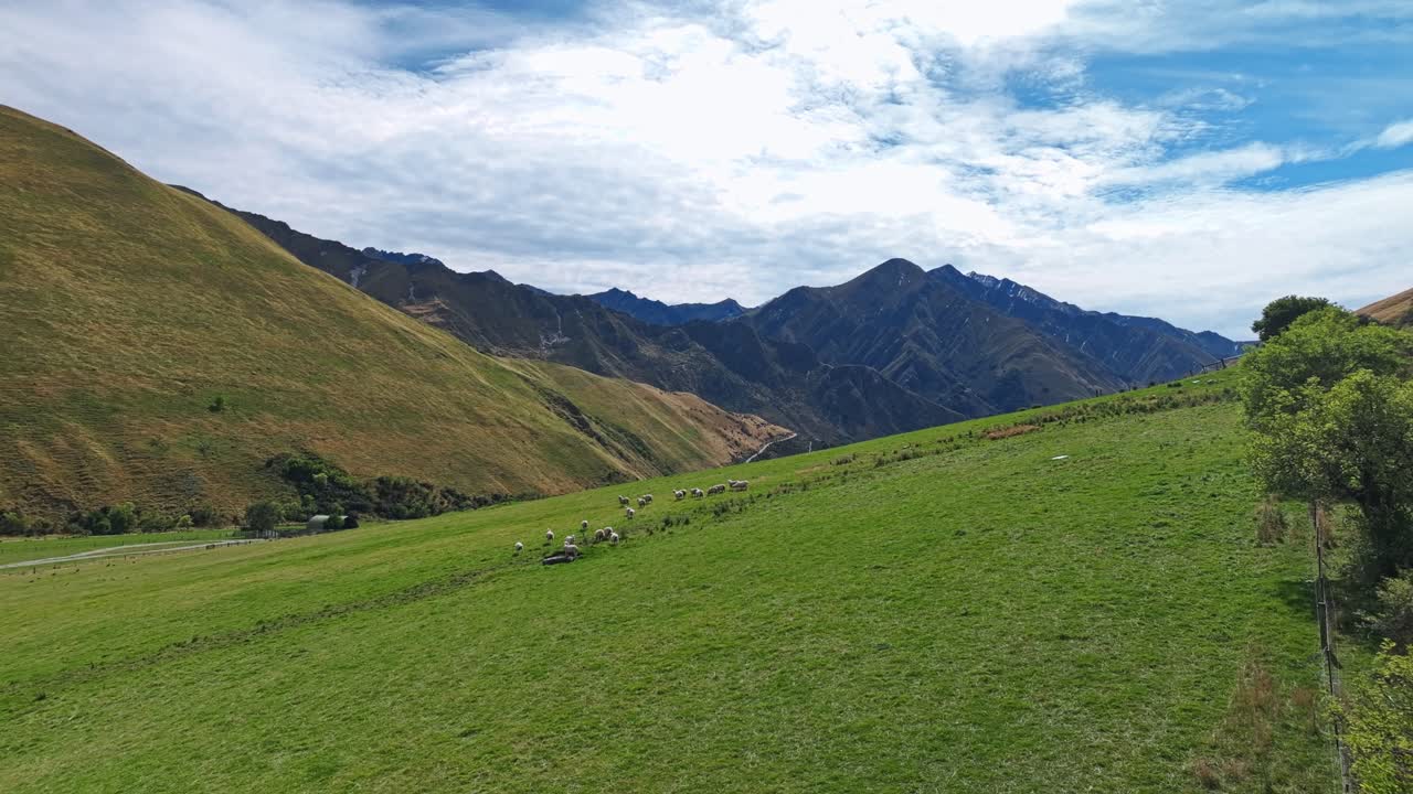 Gregge di pecore si raduna su una verde collina erbosa per pascolare, Nuova Zelanda