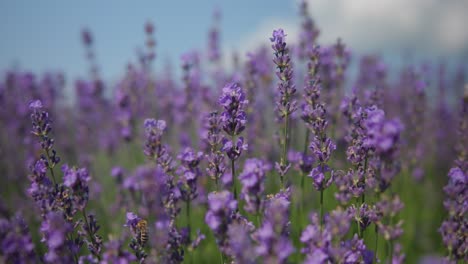 la lavanda en flor se balancea debido al viento