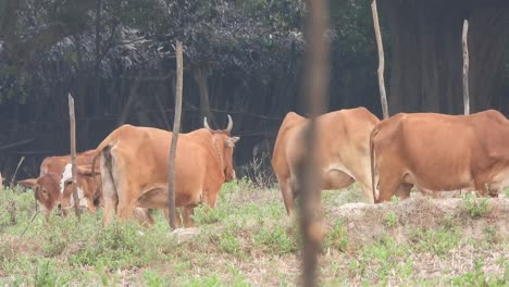 Cows---red--beautiful--group