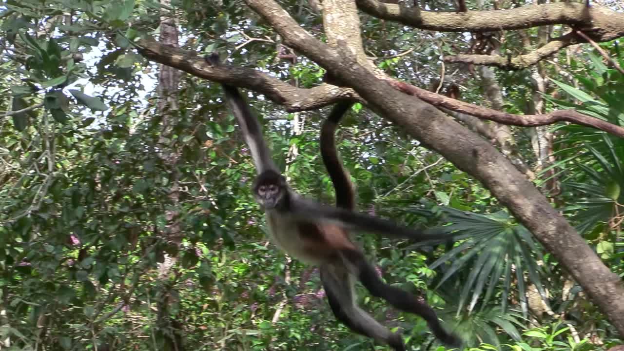 un mono araña se balancea entre los árboles