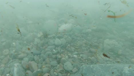 underwater pov with seaweed debris and pebble rocks