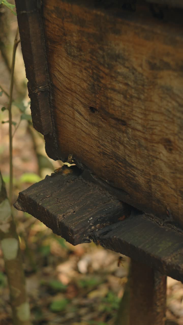 벌이 벌집으로 날아가는 벌 양육의 개념