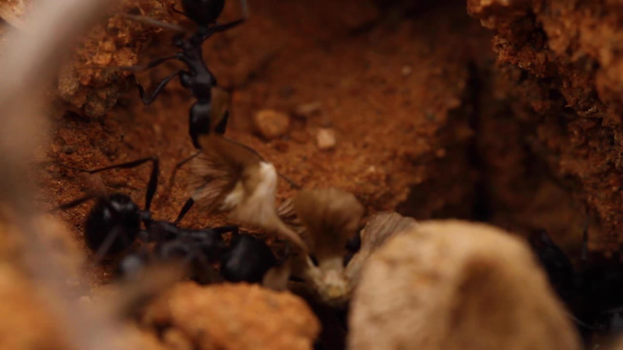 큰 개미집을 노리는 개미들