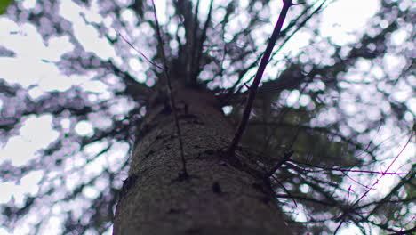 close up view from ground looking up trunk through branches and leaves of evergreen tree growing in forest 1