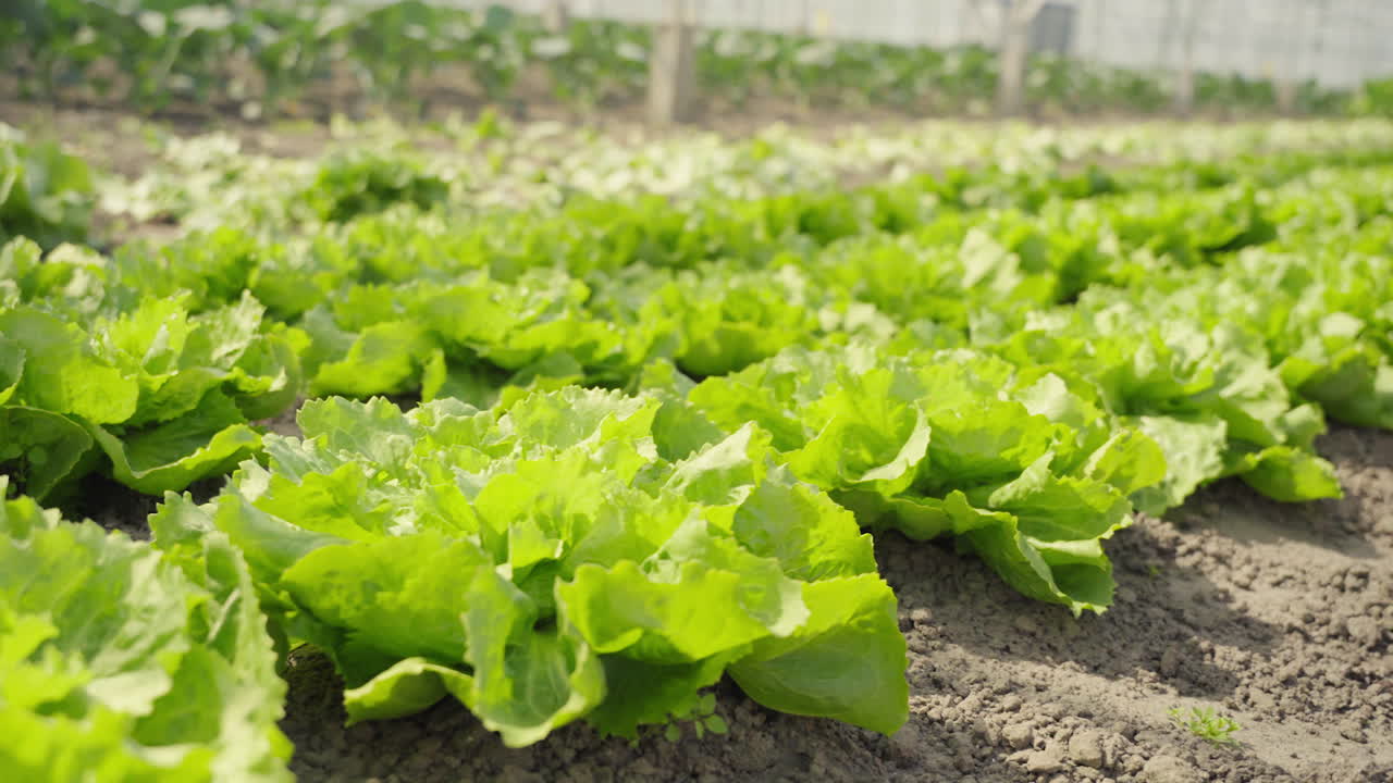 las cabezas de endivia cultivadas naturalmente crecen fuera del suelo en un invernadero holandés.