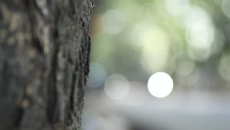 close up texture of tree bark with blur background