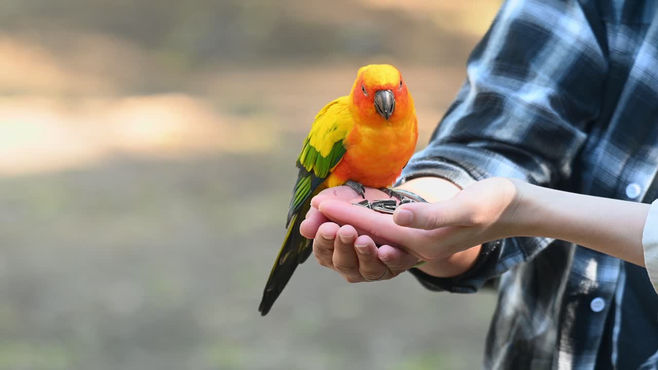 el periquito sun conure se alimenta en manos de dos personas en una zona urbana.