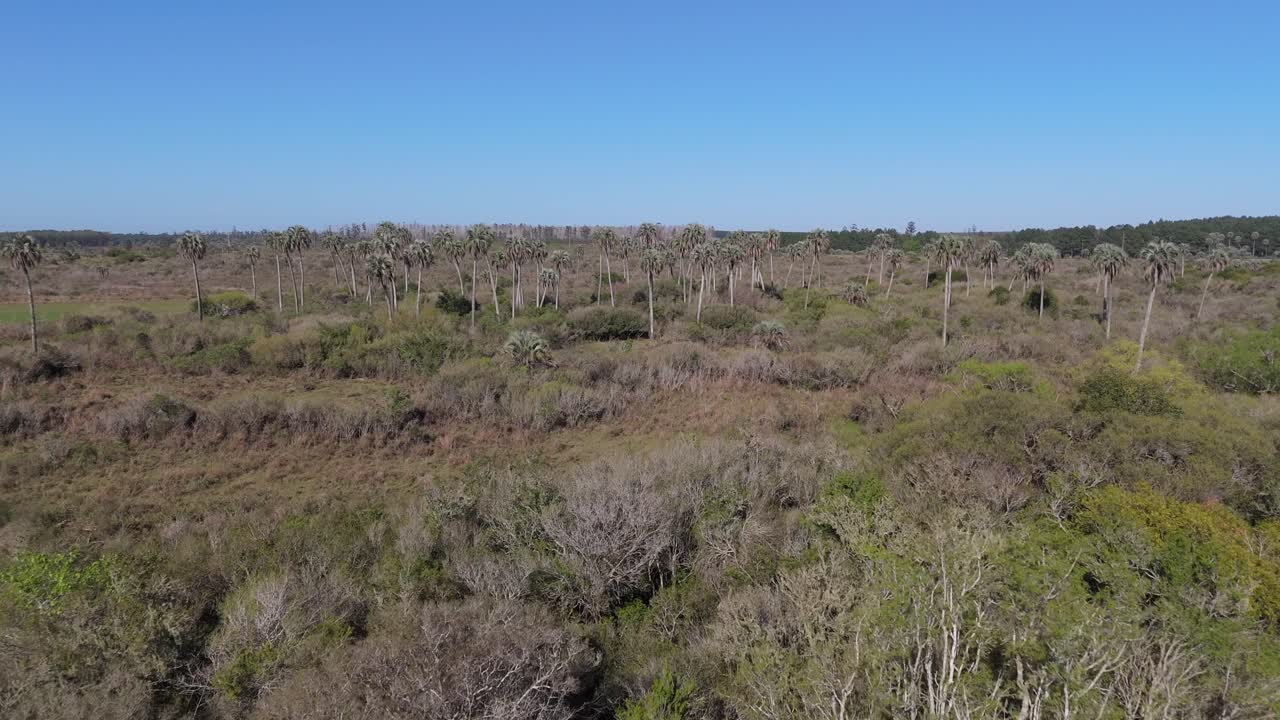 Drone revealing the Yatay Palms (Butia yatay) within El Palmar National Park in Entre Ríos, Argentina.