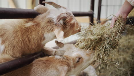 a child feeds goats, hands them hay through a fence in a barn.