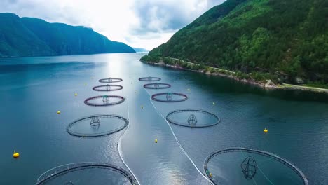 aerial footage farm salmon fishing in norway