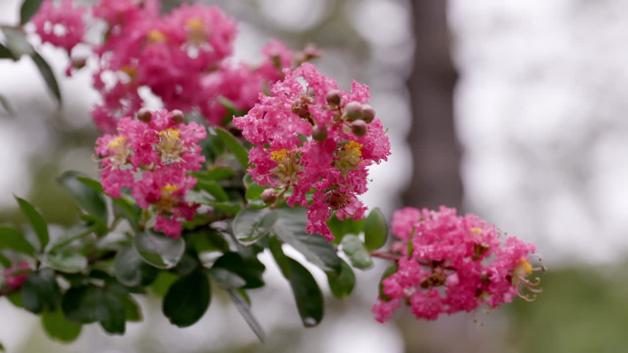 Una bellissima pianta fiorita rosso-rosa cresce nel giardino anteriore di una casa suburbana negli USA.