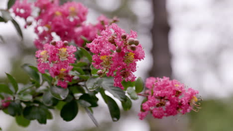 Una-Hermosa-Planta-De-Flores-Rosas-Rojas-Crece-En-El-Patio-Delantero-De-Una-Casa-Suburbana-En-EE.UU.