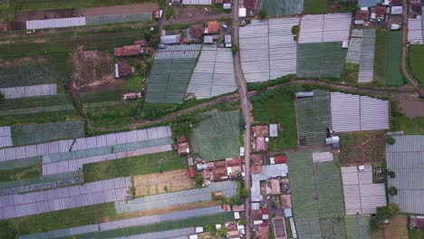 fertile agricultural land on countryside village near mountain batur in bali, indonesia