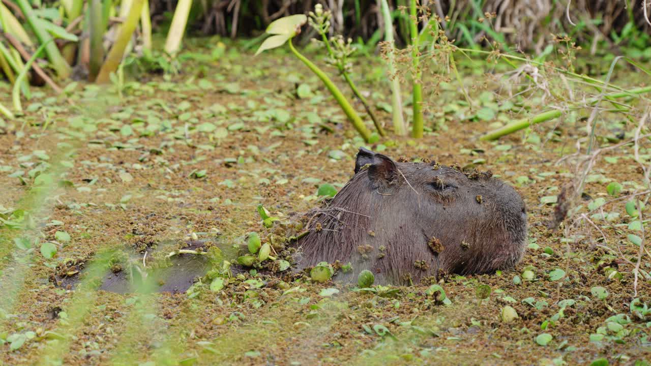 성인 카피바라는 식물과 함께 얕은 강물에서 식는다