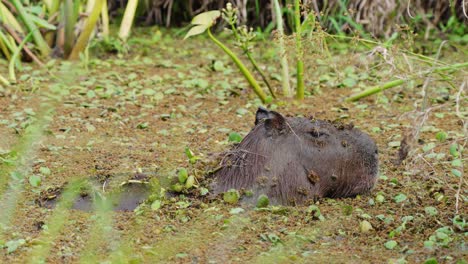 capybara adulto se enfría en aguas poco profundas del río con plantas