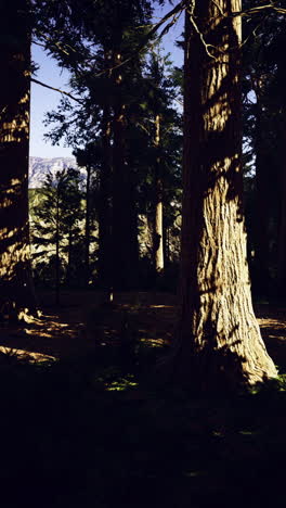sunlight filters through towering trees in a serene forest landscape