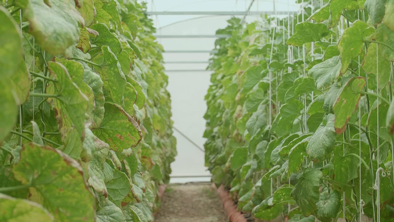 Melon Plants Growing in a Greenhouse