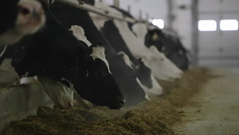 Cabezas-De-Vacas-Lecheras-Alimentándose-De-Heno-En-Establo-En-Una-Granja-Lechera---Cámara-Lenta