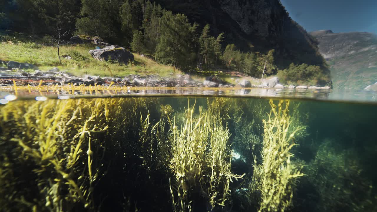 A split view of Geiranger Fjord showcases lush underwater plants beneath the surface and a rocky shore above. Seaweed and kelp slightly as the sun dances on the water's surface.