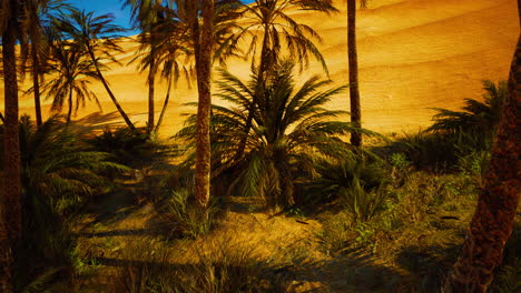 palms oasis in the desert