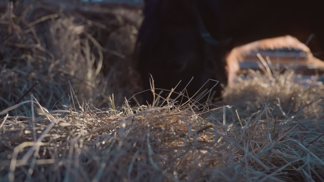 imagen de amanecer gélido, helada matutina con exhalación equina, paisaje matutino helado que muestra a un caballo exhalando rocío, escena matutina tranquila y fría con rocío brillante y aliento visible de un caballo