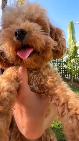 woman holding a small brown poodle