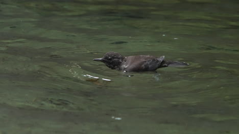 Cucharón-Marrón-Nadando,-Flotando-Y-Sumergiéndose-En-Un-Arroyo-Claro-Para-Forraje,-Primer-Plano