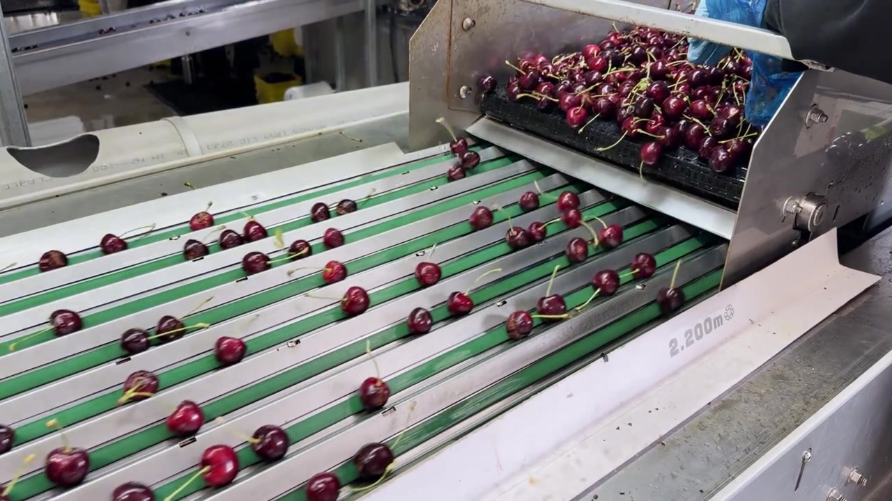 Freshly harvested cherries pass through an automated conveyor during sorting, highlighting efficient fruit processing in a commercial packing house.
