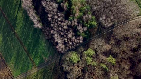 imágenes de drones minimalistas de un bosque de pinos con terrenos verdes agrícolas