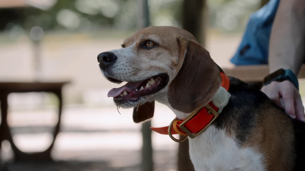 Primo piano all'aperto in un parco per cani: un beagle seduto a terra, con la lingua di fuori mentre viene accarezzato. Foglie secche e fieno si attaccano alla sua mascella, riflettendo un'esplorazione giocosa e uno stato d'animo felice e rilassato.
