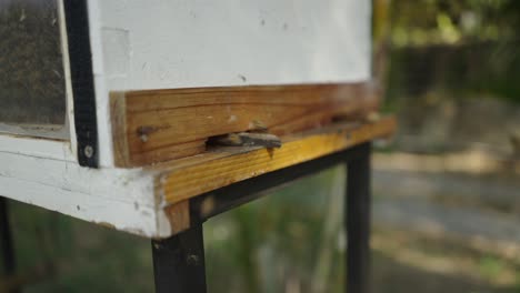 honeybees flying around and entering a wooden beehive