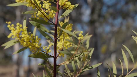 detailed close-up of golden wattle blossoms, australia’s national floral emblem, in nature