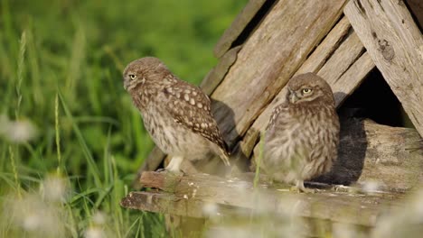 Two-little-owl-chicks-bobbing-heads-as-they-wait-at-owl-house-to-be-fed,-closeup