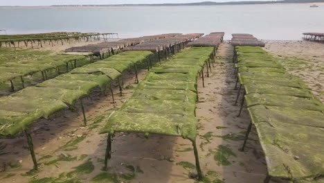 dolly camera, bags containing young oysters in an aquaculture farm at low tide for seafood cultivation in france