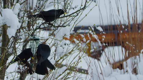 A-jackdaw-relieves-itself-then-flies-off