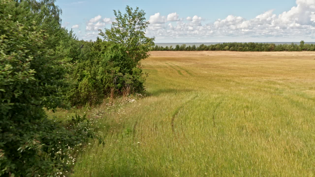 moviéndose a un lado de un campo al lado de los árboles