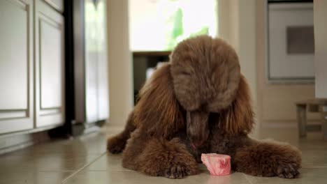 video en 4k de un caniche estándar marrón comiendo hueso crudo en la cocina