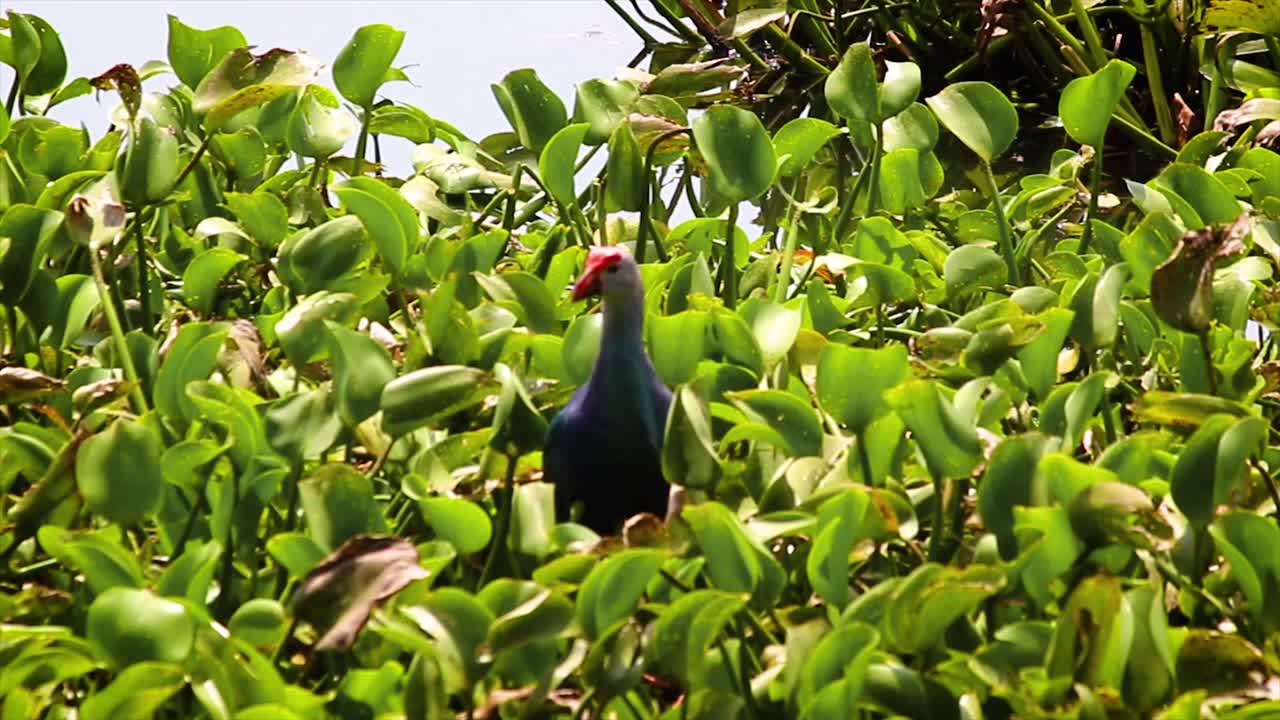 Purple swamphen stands still among green wetland plants in tropical marsh. Ideal for wildlife, bird and nature content focused on biodiversity and freshwater habitats.