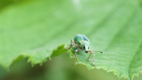 Macro shot of a beautiful green dotted beetle with black eyes sitting on a green leaf in slow motion