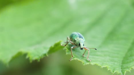 macro shot of a beautiful green dotted beetle with black eyes sitting on a green leaf in slow motion