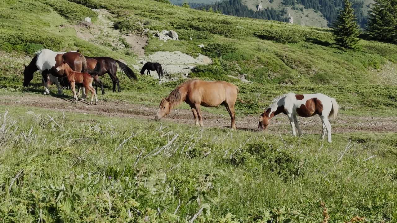 un rebaño sereno de caballos salvajes pastando en un exuberante prado de montaña verde durante un tranquilo día de verano