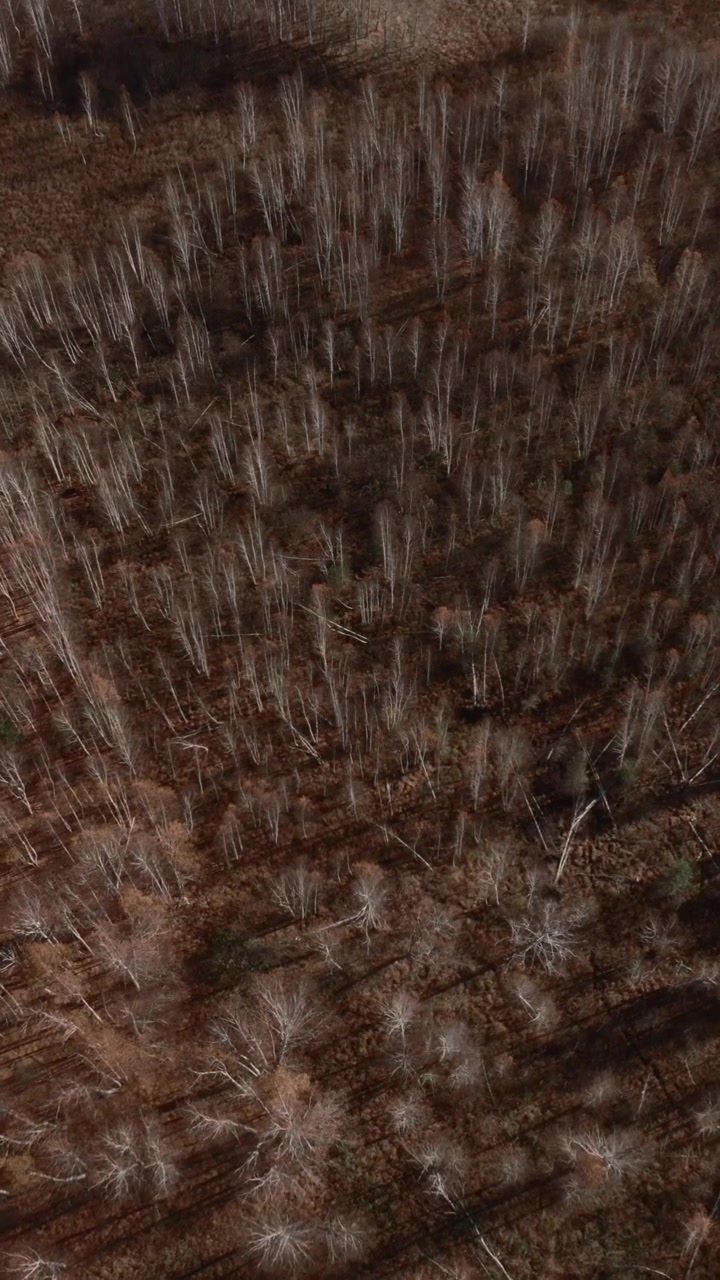 Top down aerial footage of a sparse birch woodland with bare trees and long shadows, creating a natural background texture in late autumn or early spring