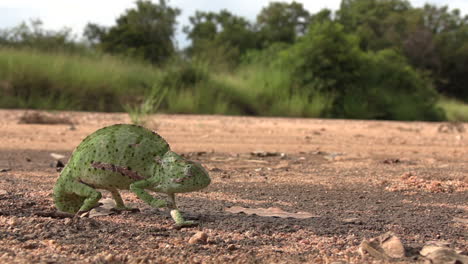 Scene-with-immobile-flap-necked-chameleon,-just-watching