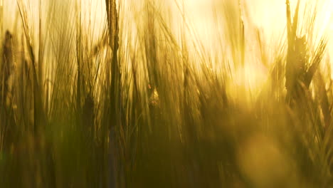 Ripe-Barley-Spikes-Standing-Still-Against-Sunset-At-Goldern-Hour---dolly-left