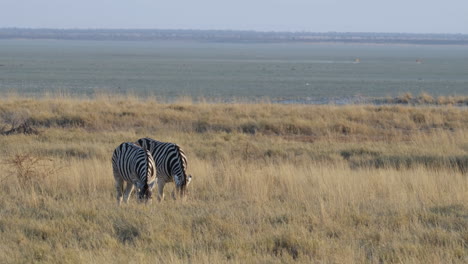 África---Dos-Cebras-Alimentándose-En-Una-Llanura-Cubierta-De-Hierba-Reseca---Plano-General