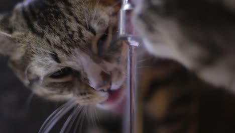 two cute cats drink drips of water from a sink